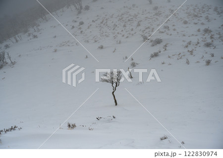 雪山の1本の木 122830974