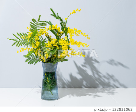Bouquet of mimosa or acacia in a vase on a blue background with sunlight. Bouquet of mimosa or acacia in a vase on a blue background with sunlight. 122831062
