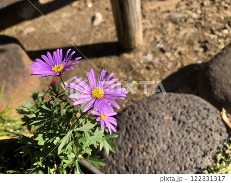 ヒメコスモス ブラキカム ピンクデライト 花 キク科 ヒメコスモス ブラキカム ピンクデライト 花 キク科 122831317