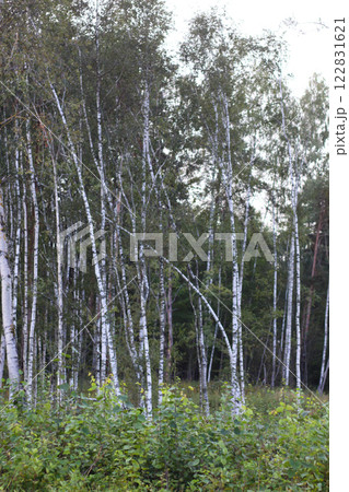Birch forest at summer. Young growth. Birch forest at summer. Young growth. 122831621