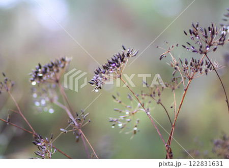Caraway or Carum carvi plant and seeds. Ripe cumin herbs. 122831631