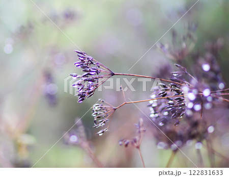 Caraway or Carum carvi plant and seeds. Ripe cumin herbs. 122831633
