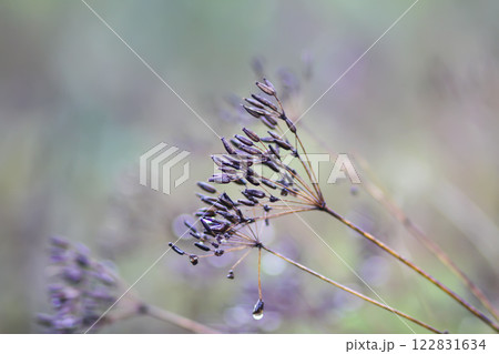 Caraway or Carum carvi plant and seeds. Ripe cumin herbs. 122831634