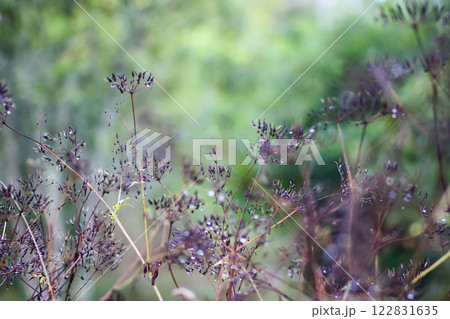 Caraway or Carum carvi plant and seeds. Ripe cumin herbs. Caraway or Carum carvi plant and seeds. Ripe cumin herbs. 122831635