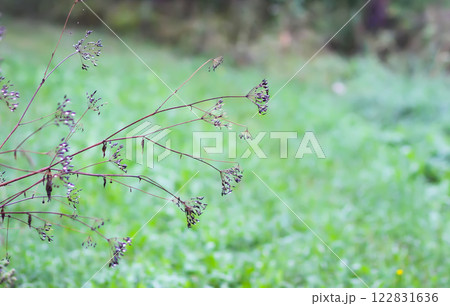 Caraway or Carum carvi plant and seeds. Ripe cumin herbs. 122831636