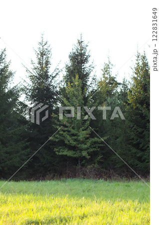 Fir-trees. Evergreen plant. Wild forest. Fir-trees. Evergreen plant. Wild forest. 122831649