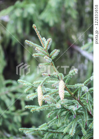 Fir-tree branches with cones close up. Evergreen plant. Wild forest. 122831658