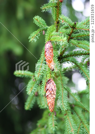 Fir-tree branches with cones close up. Evergreen plant. Wild forest. 122831659