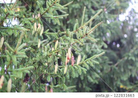 Fir-tree branches with cones close up. Evergreen plant. Wild forest. 122831663
