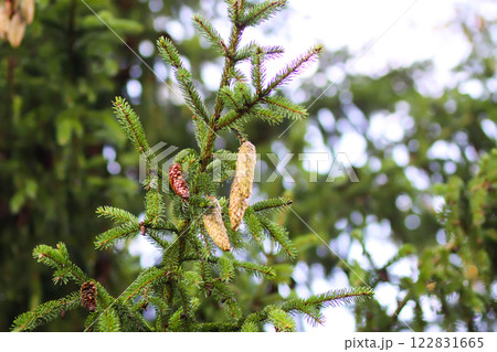 Fir-tree branches with cones close up. Evergreen plant. Wild forest. 122831665
