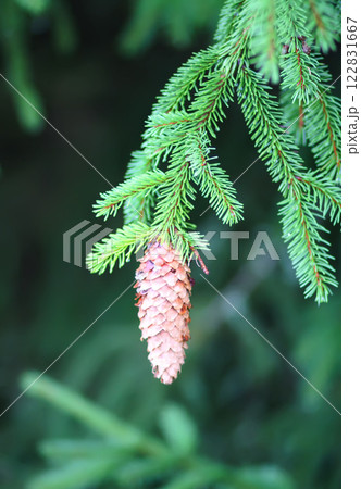 Fir-tree branches with cones close up. Evergreen plant. Wild forest. 122831667