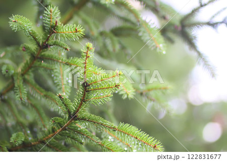 Fir-tree branches close up. Evergreen plant. Wild forest. Fir-tree branches close up. Evergreen plant. Wild forest. 122831677