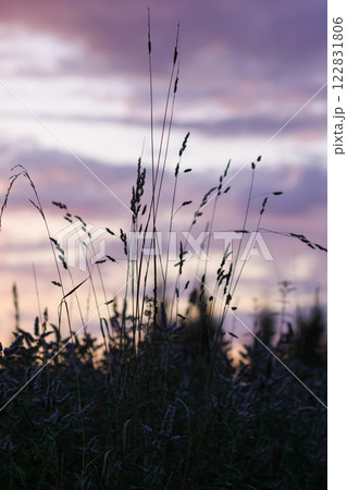 Sunset in the countryside at summer. Wild nature details. 122831806