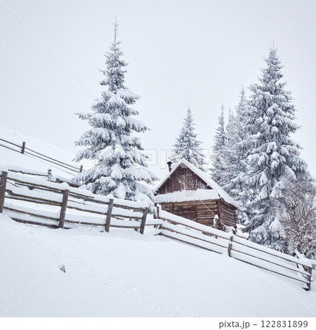 Cozy wooden hut high in the snowy mountains. Great pine trees on the background. Abandoned kolyba shepherd. Cloudy day. Carpathian mountains, Ukraine, Europe Cozy wooden hut high in the snowy mountains. Great pine trees on the background. Abandoned kolyba shepherd. Cloudy day. Carpathian mountains, Ukraine, Europe 122831899