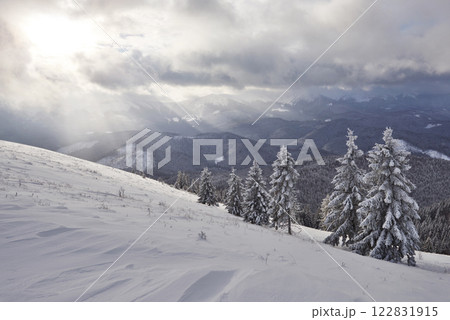 Majestic white spruces glowing by sunlight. Picturesque and gorgeous wintry scene. Location place Carpathian national park, Ukraine, Europe. Alps ski resort 122831915