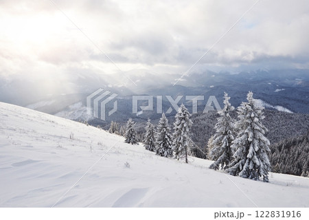 Majestic white spruces glowing by sunlight. Picturesque and gorgeous wintry scene. Location place Carpathian national park, Ukraine, Europe. Alps ski resort 122831916