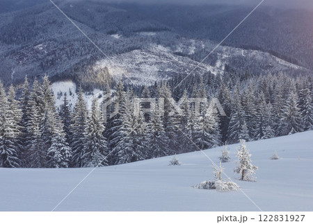 Majestic white spruces glowing by sunlight. Picturesque and gorgeous wintry scene. Location place Carpathian national park, Ukraine, Europe. Alps ski resort 122831927