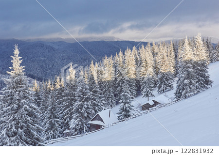 Majestic white spruces glowing by sunlight. Picturesque and gorgeous wintry scene. Location place Carpathian national park, Ukraine, Europe. Alps ski resort. Blue toning. Happy New Year Beauty world 122831932