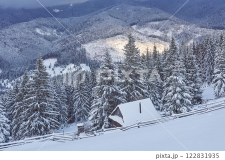 Majestic white spruces glowing by sunlight. Picturesque and gorgeous wintry scene. Location place Carpathian national park, Ukraine, Europe. Alps ski resort. Blue toning. Happy New Year Beauty world 122831935
