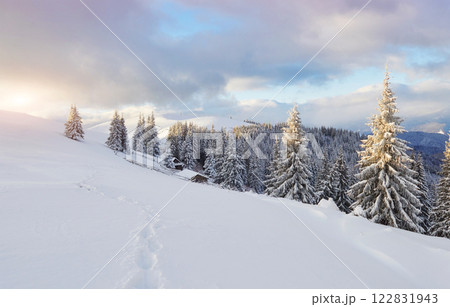 Majestic white spruces glowing by sunlight. Picturesque and gorgeous wintry scene. Location place Carpathian national park, Ukraine, Europe. Alps ski resort Majestic white spruces glowing by sunlight. Picturesque and gorgeous wintry scene. Location place Carpathian national park, Ukraine, Europe. Alps ski resort 122831943