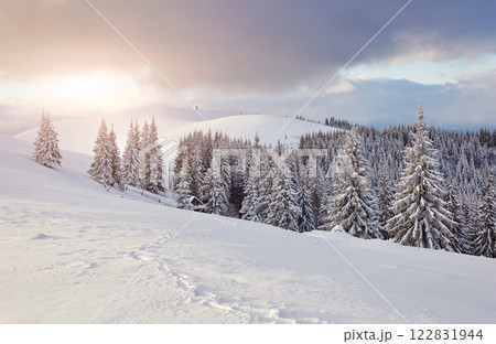 Majestic white spruces glowing by sunlight. Picturesque and gorgeous wintry scene. Location place Carpathian national park, Ukraine, Europe. Alps ski resort. Blue toning. Happy New Year Beauty world 122831944