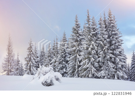 Majestic white spruces glowing by sunlight. Picturesque and gorgeous wintry scene. Location place Carpathian national park, Ukraine, Europe. Alps ski resort Majestic white spruces glowing by sunlight. Picturesque and gorgeous wintry scene. Location place Carpathian national park, Ukraine, Europe. Alps ski resort 122831946