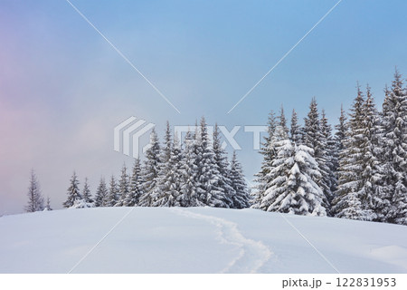 Majestic white spruces glowing by sunlight. Picturesque and gorgeous wintry scene. Location place Carpathian national park, Ukraine, Europe. Alps ski resort Majestic white spruces glowing by sunlight. Picturesque and gorgeous wintry scene. Location place Carpathian national park, Ukraine, Europe. Alps ski resort 122831953