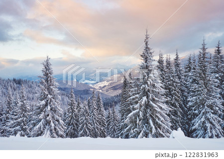 Majestic white spruces glowing by sunlight. Picturesque and gorgeous wintry scene. Location place Carpathian national park, Ukraine, Europe. Alps ski resort 122831963
