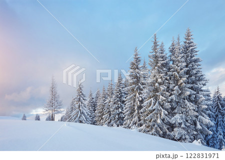 Majestic white spruces glowing by sunlight. Picturesque and gorgeous wintry scene. Location place Carpathian national park, Ukraine, Europe. Alps ski resort 122831971