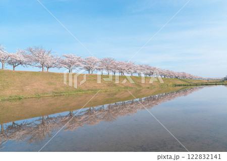 水鏡と桜並木_2 122832141