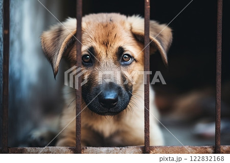 Dog puppy behind bars in animal shelter. Abandoned animals. Generative Ai 122832168