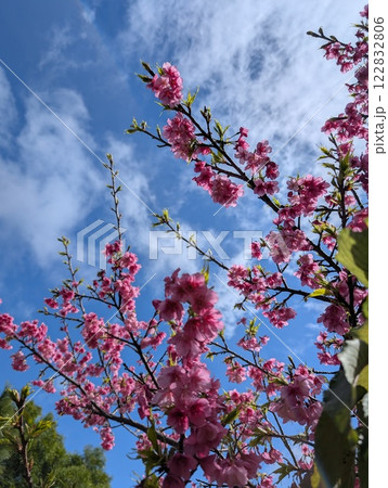 満開の桜 満開の桜 122832806