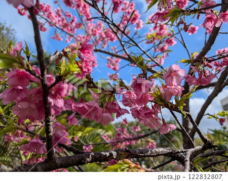 晴れの日の桜 晴れの日の桜 122832807
