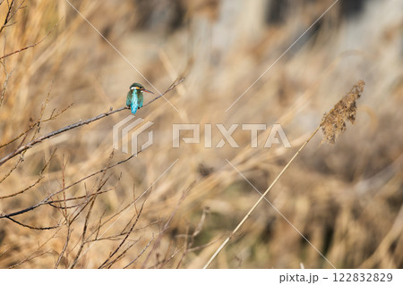 美しいカワセミの瞬間 122832829