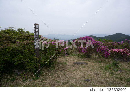 速見郡(日出町) 経塚山 ミヤマキリシマ 速見郡(日出町) 経塚山 ミヤマキリシマ 122832902