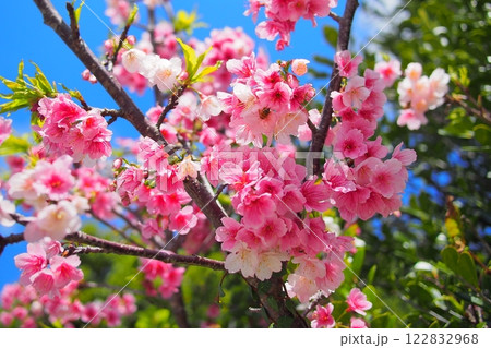 【沖縄】寒緋桜 122832968