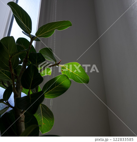 明るい観葉植物 122833585