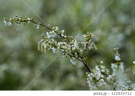 春の雨に濡れるユキヤナギ 春の雨に濡れるユキヤナギ 122833712