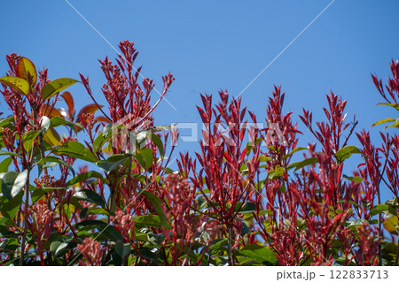 春の青空に向かって伸びる、赤くなったレッドロビンの葉 春の青空に向かって伸びる、赤くなったレッドロビンの葉 122833713