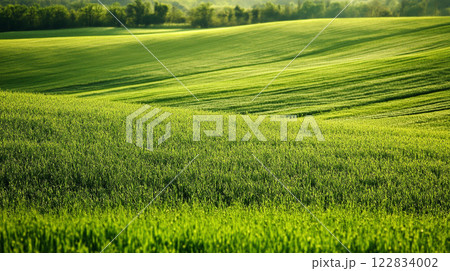 Large field of green grass with a few trees in the background. The grass is lush and vibrant, creating a peaceful and serene atmosphere Large field of green grass with a few trees in the background. The grass is lush and vibrant, creating a peaceful and serene atmosphere 122834002