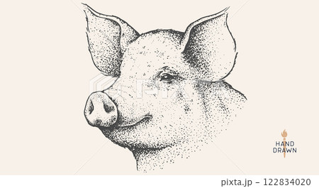 Pork, pig, hog. Hand drawn. Vintage retro print, black white pig head, pork drawing, engrave old school style. Sketch artwork ink pencil style drawing. Butchery, pork pig farm. Vector Illustration 122834020