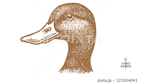Duck, mallard sketch. Hand drawn. Vintage retro print, black duck, mallard drake drawing, engrave old school style. Sketch artwork silhouette duck, mallard drake, white background. Vector Illustration 122834041
