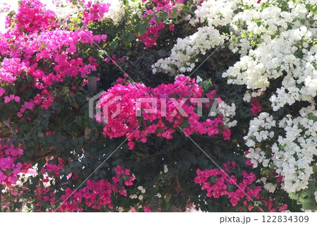 Blooming bougainvillea bush, floral background. A popular ornamental plant named after explorer Louis Antoine de Bougainville. Blooming bougainvillea bush, floral background. A popular ornamental plant named after explorer Louis Antoine de Bougainville. 122834309