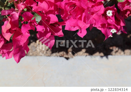 Blooming bougainvillea bush, floral background. A popular ornamental plant named after explorer Louis Antoine de Bougainville. Blooming bougainvillea bush, floral background. A popular ornamental plant named after explorer Louis Antoine de Bougainville. 122834314