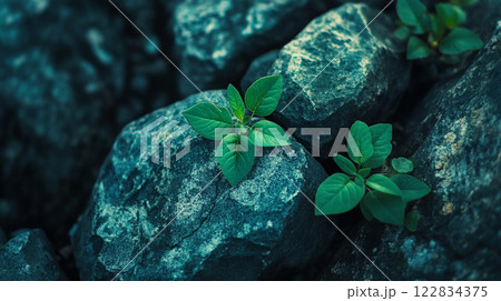 Tiny green plant is growing on a large grey rock. The rock is rough and jagged, with no visible cracks or crevices. The plant is small and delicate Tiny green plant is growing on a large grey rock. The rock is rough and jagged, with no visible cracks or crevices. The plant is small and delicate 122834375