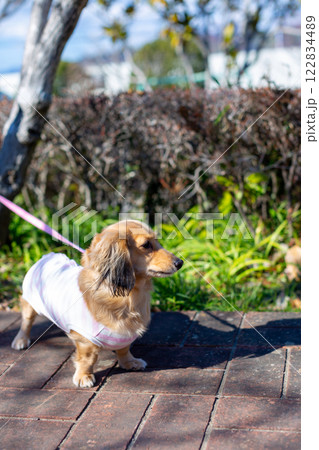 公園で散歩をするダックスフンド 公園で散歩をするダックスフンド 122834489