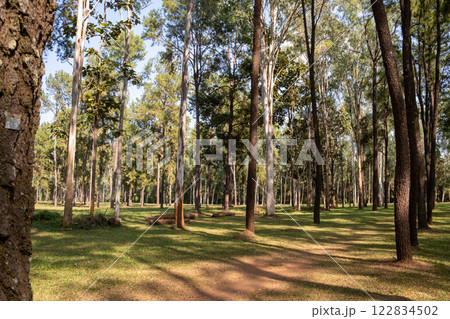 Serene forest landscape at Intakin Silvicultural Research Station in Mae Taeng, Chiang Mai, Thailand. Serene forest landscape at Intakin Silvicultural Research Station in Mae Taeng, Chiang Mai, Thailand. 122834502