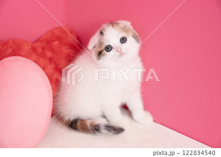 ピンクバックとスコティッシュフォールドの仔猫 ピンクバックとスコティッシュフォールドの仔猫 122834540