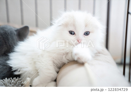ケージに入ったスコティッシュフォールドの仔猫 ケージに入ったスコティッシュフォールドの仔猫 122834729