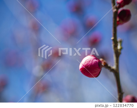 咲きそうな梅の蕾 咲きそうな梅の蕾 122834770
